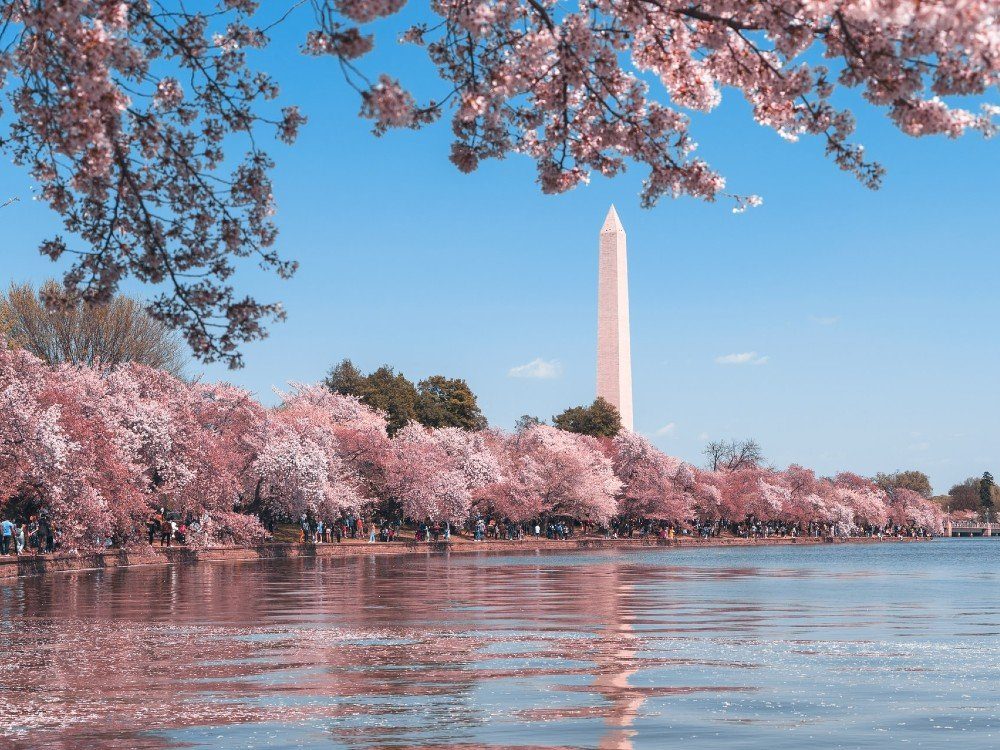 Cherry trees in bloom next to the Potomac River with the Washington Monument in the background.